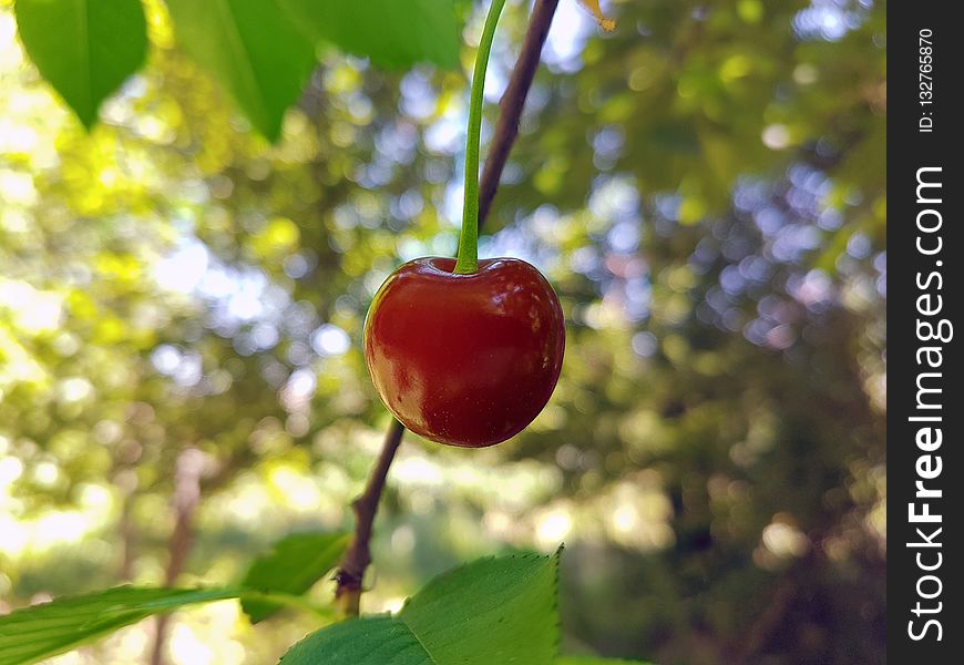 Cherry, Fruit, Branch, Malpighia