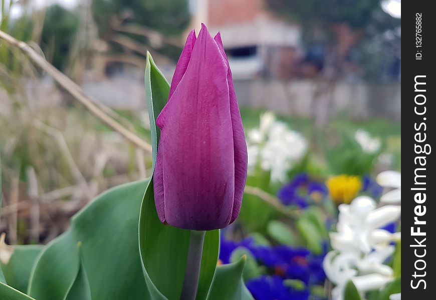 Flower, Plant, Tulip, Purple