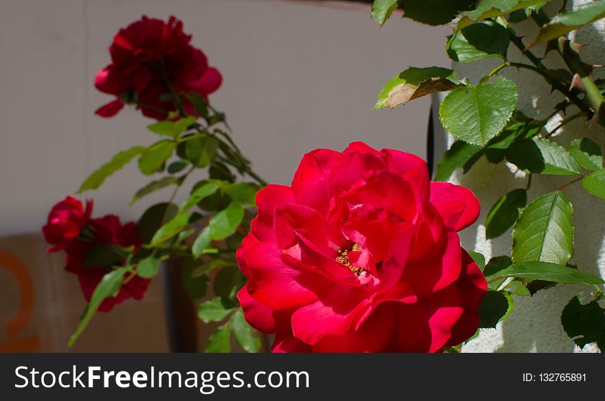 Flower, Rose, Rose Family, Flowering Plant