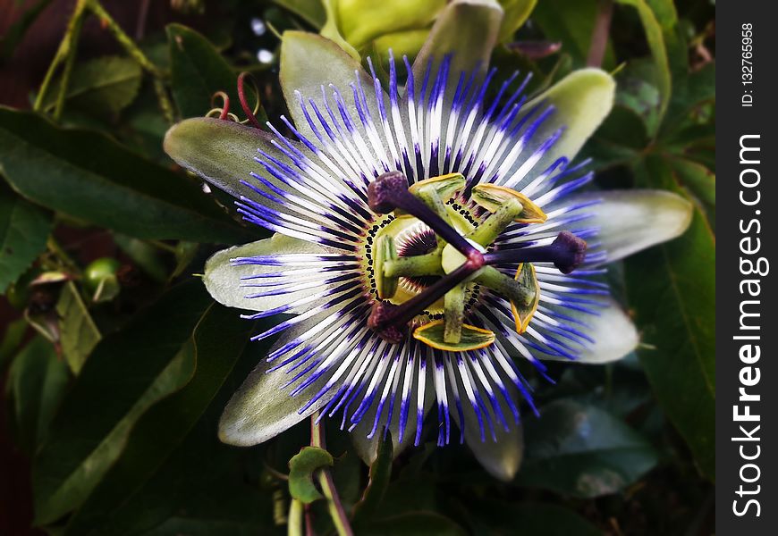 Flower, Plant, Passion Flower, Passion Flower Family