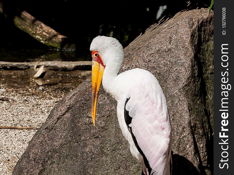 Beak, Bird, Fauna, Water Bird