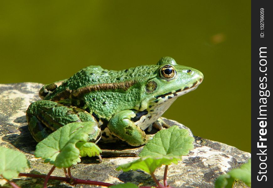 Toad, Amphibian, Frog, Ranidae