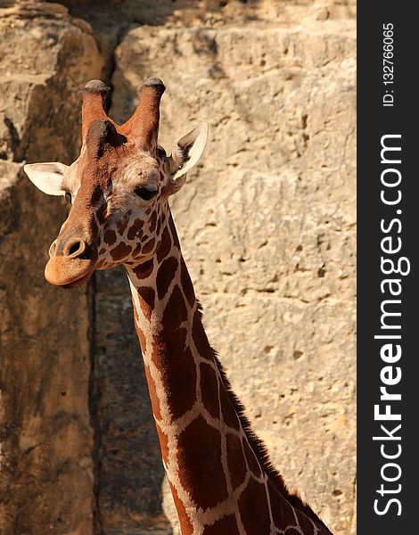 Giraffe, Terrestrial Animal, Wildlife, Giraffidae