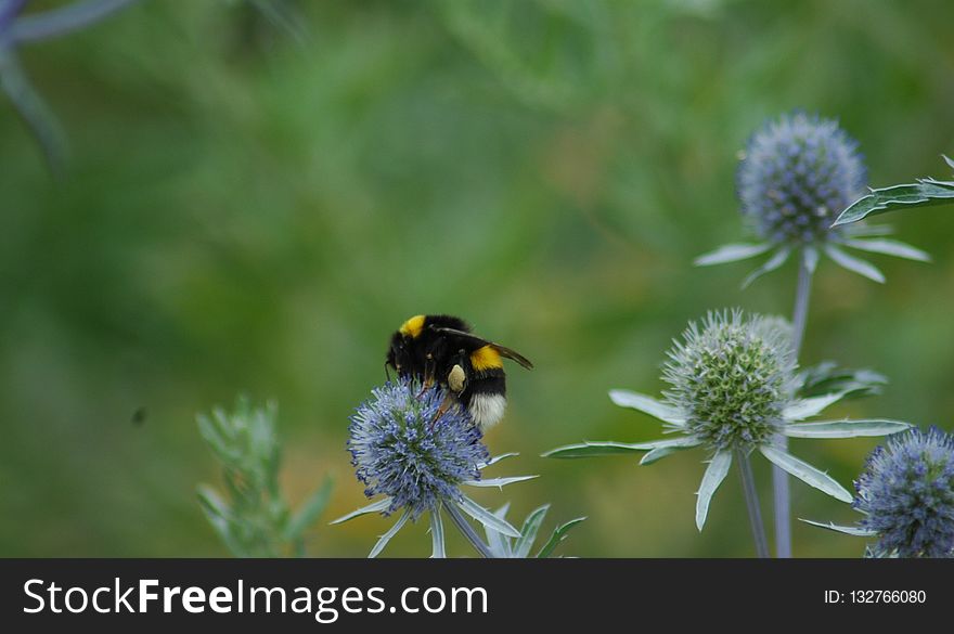 Bee, Bumblebee, Nectar, Insect