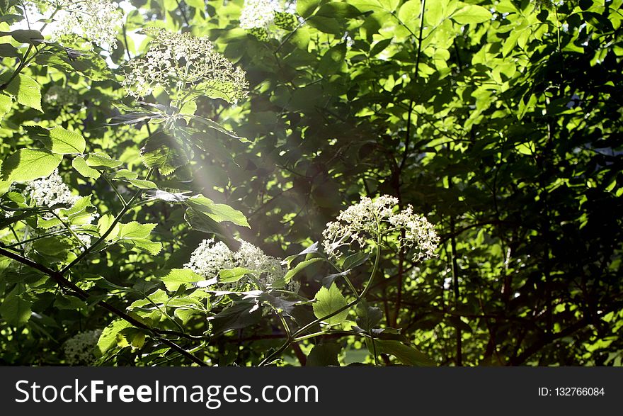 Vegetation, Leaf, Flora, Nature Reserve