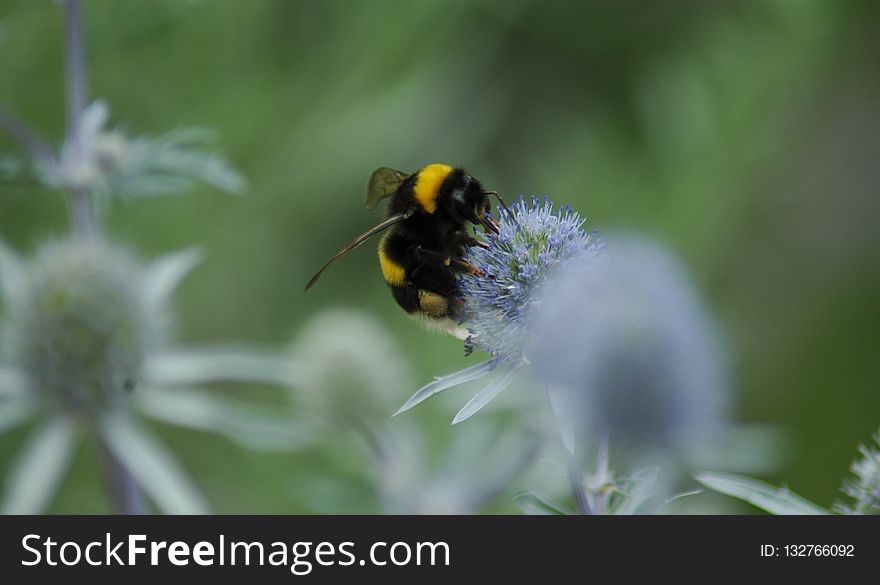 Bee, Bumblebee, Insect, Nectar