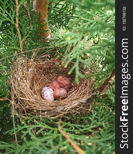 Nest, Bird Nest, Bird, Egg