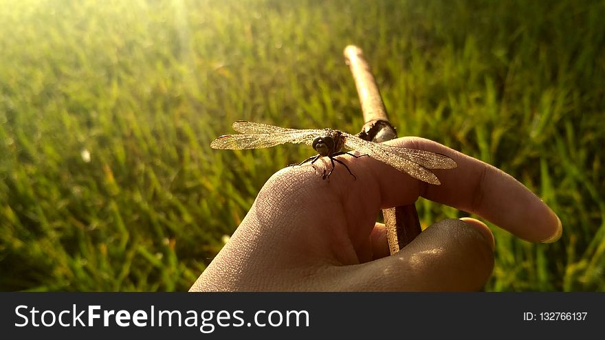 Insect, Grass, Invertebrate, Close Up