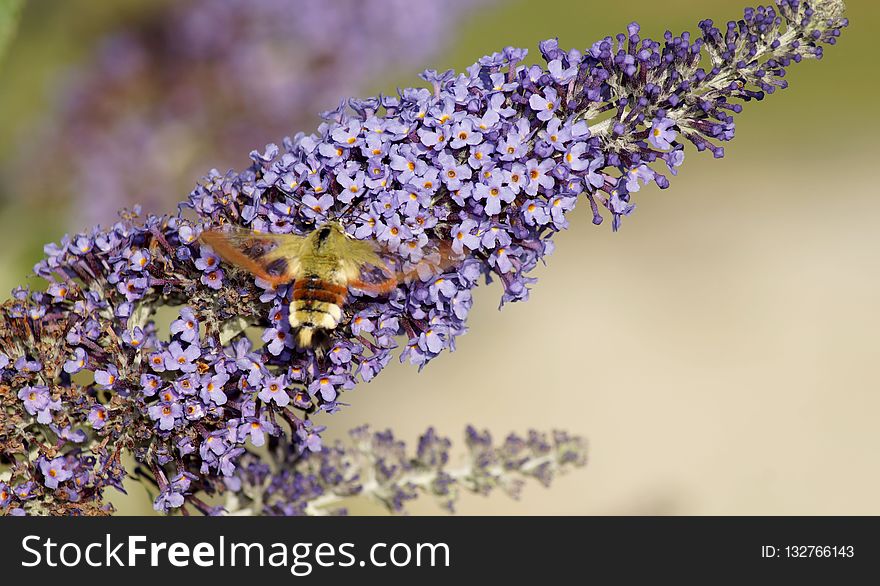 Lilac, Lavender, Purple, English Lavender