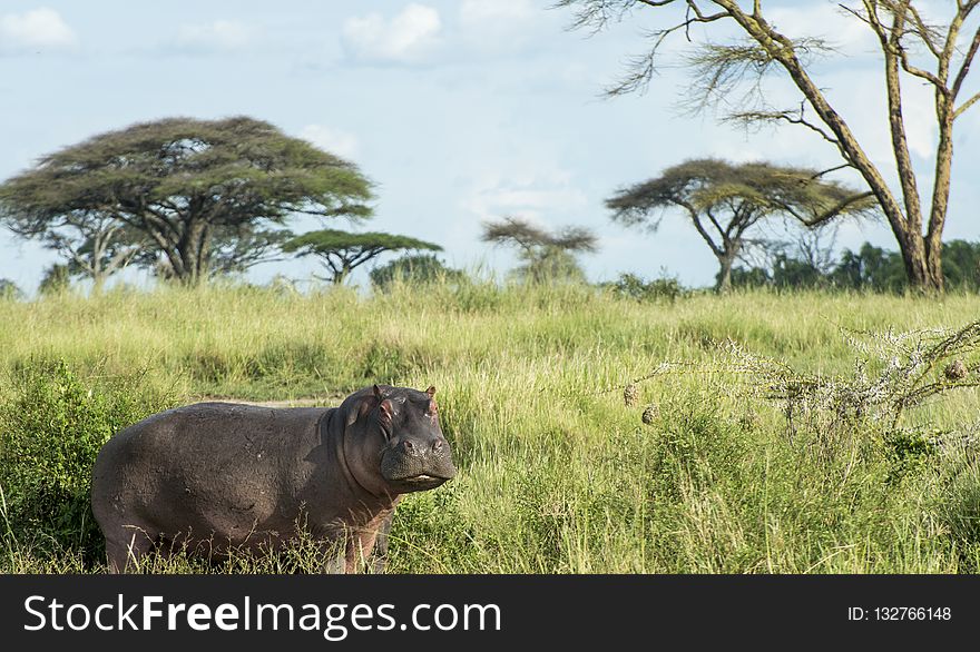 Wildlife, Grassland, Fauna, Terrestrial Animal