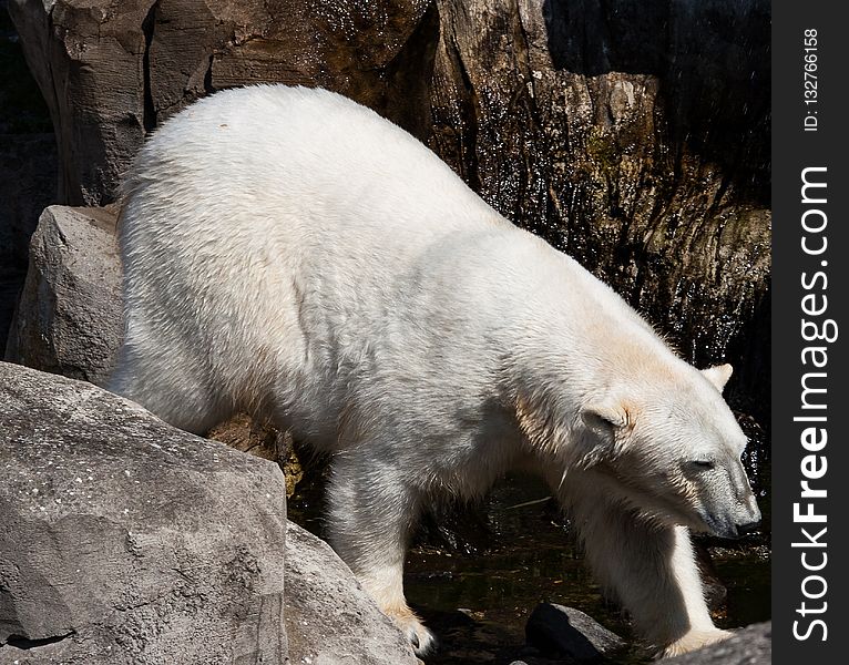 Polar Bear, Fauna, Bear, Wildlife