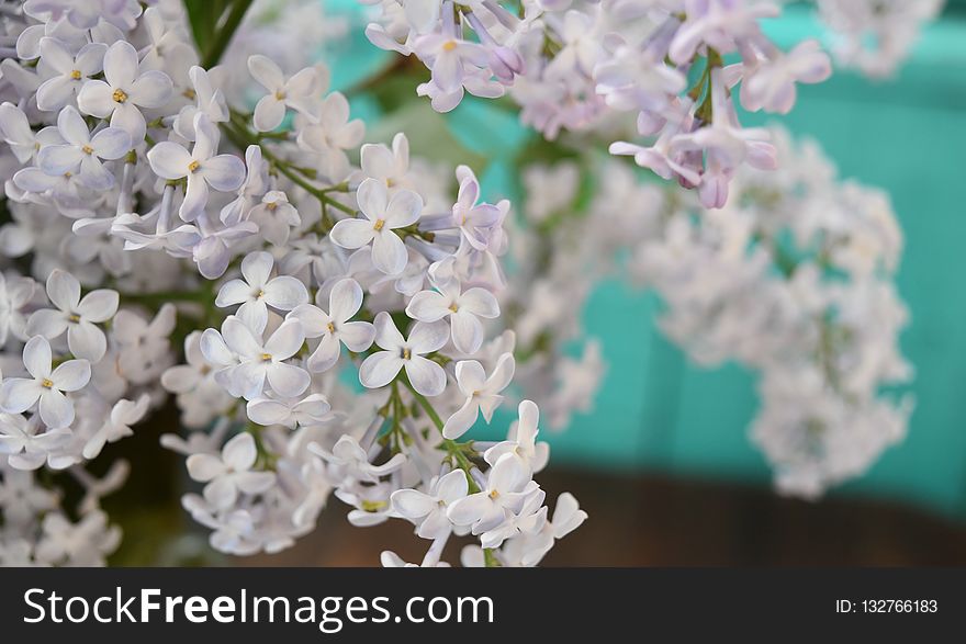 Flower, Spring, Blossom, Branch