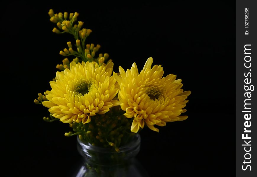 Flower, Yellow, Flowering Plant, Chrysanths