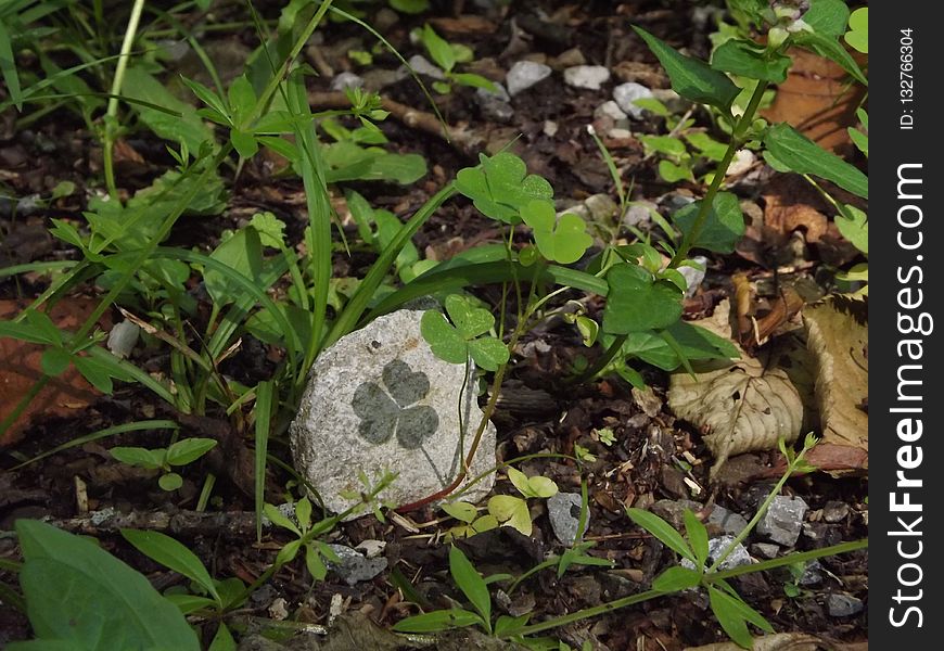 Fungus, Mushroom, Flora, Edible Mushroom