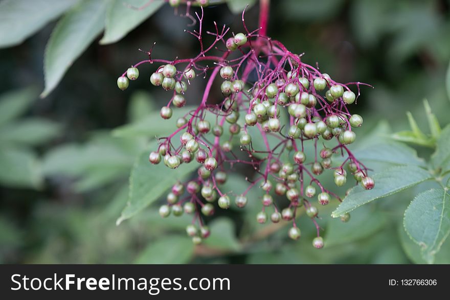 Plant, Flora, Elderberry, Subshrub