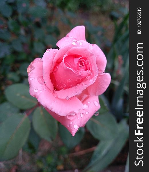 Rose, Rose Family, Flower, Pink