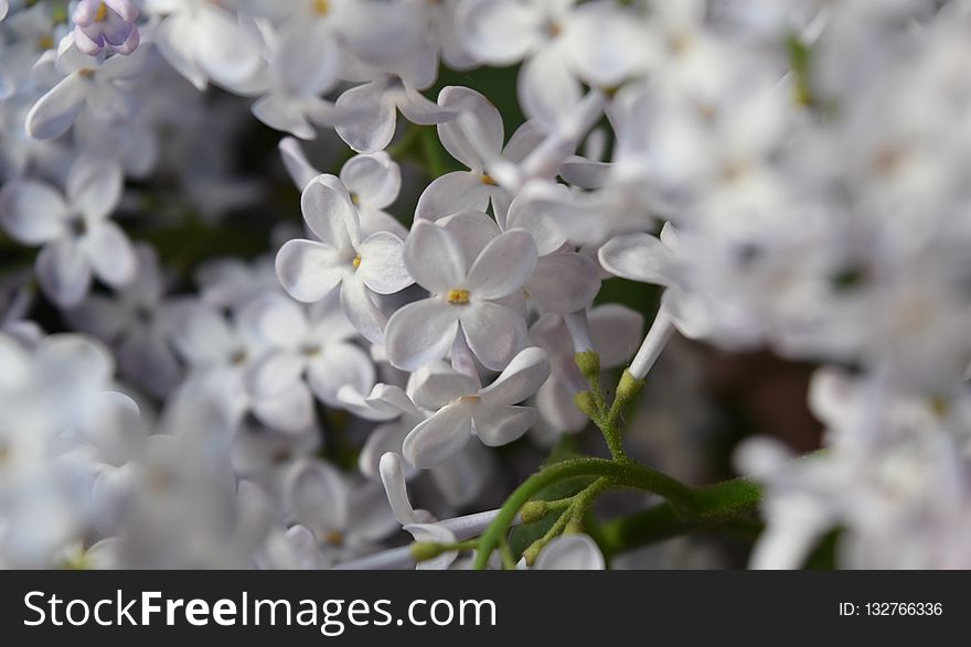 Flower, Flora, Plant, Spring