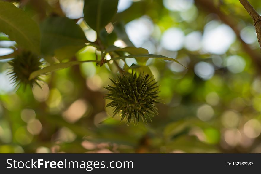 Vegetation, Flora, Branch, Leaf