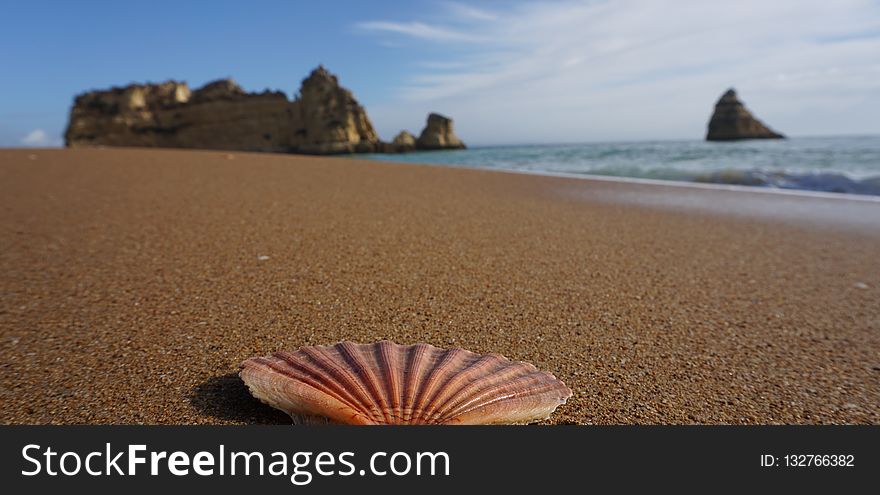 Seashell, Sea, Shore, Sand