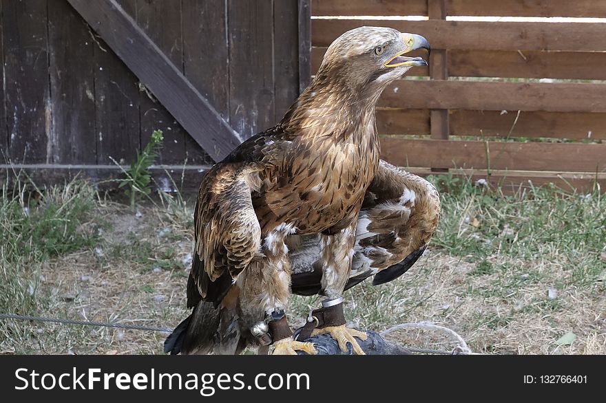 Fauna, Bird Of Prey, Beak, Bird