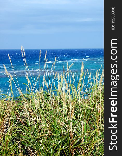 Grass on a Cliff over looking the ocean in Okinawa Japan