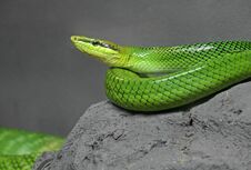 Red-Tailed Green Ratsnake Coiled On The Rock Royalty Free Stock Photo
