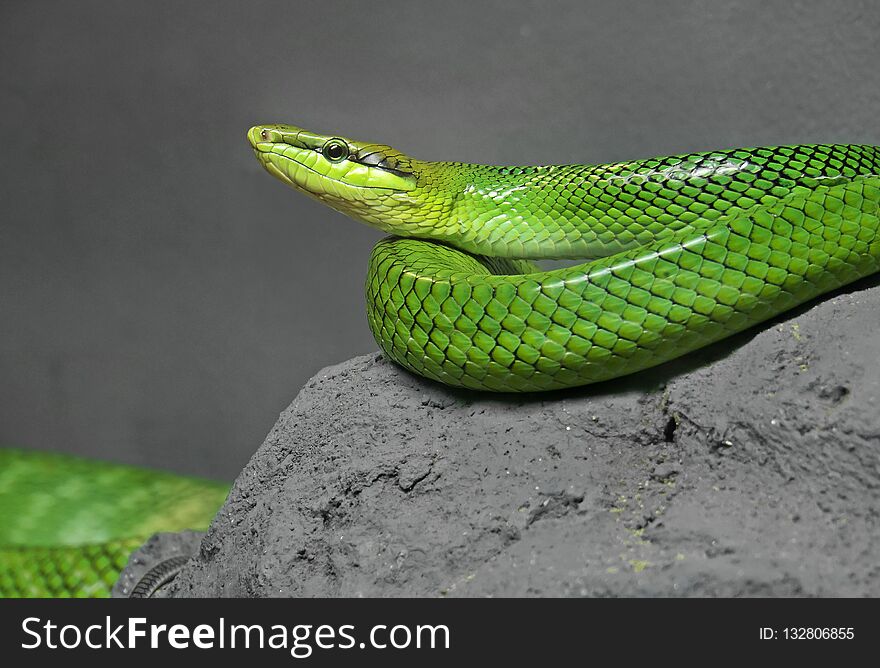 Red-Tailed Green Ratsnake Coiled on The Rock