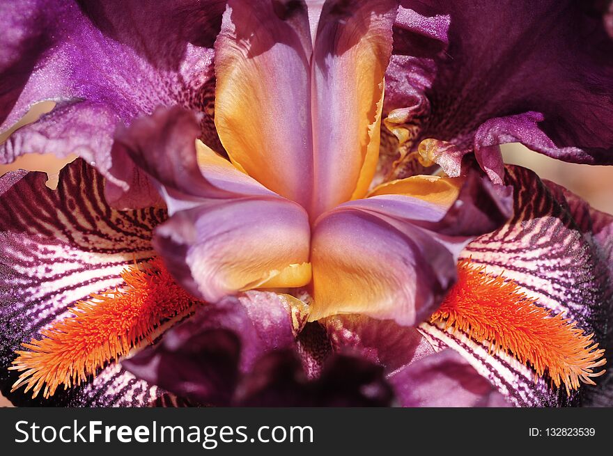 A macro view of a blooming Iris