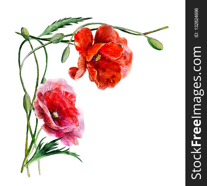 Corner border with poppy flowers. Hand drawn watercolor illustration. Two magnificent red color flowers and bound stalks.