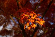 Autumn Leaves In Japan. Royalty Free Stock Images