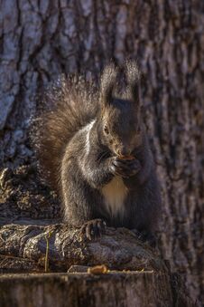 Red Squirrel, Sciurus Vulgaris, On A Tree Trunk Stock Photography