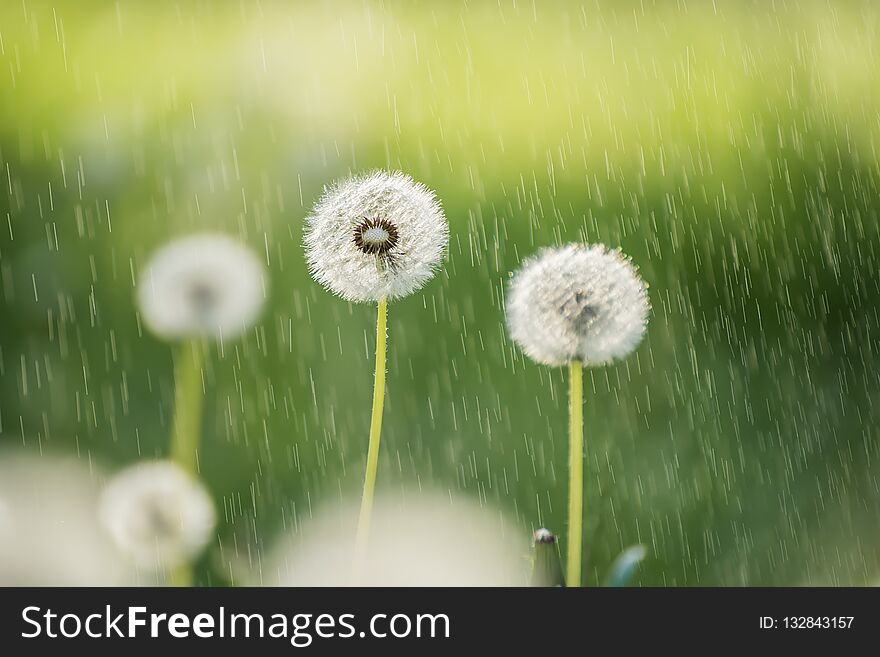 White fluffy dandelion flowers on the meadow under the summer rain . A joyous light-hearted mood.