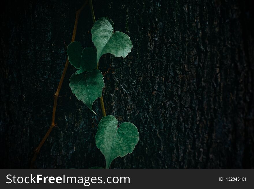 Simple and low-key foliage - plant background
