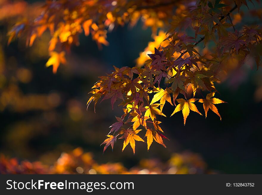 Autumn is one of the most famous seasons to travel in Japan.This picture is Autumn leaves in Nara park,Nara,Japan. Autumn is one of the most famous seasons to travel in Japan.This picture is Autumn leaves in Nara park,Nara,Japan.