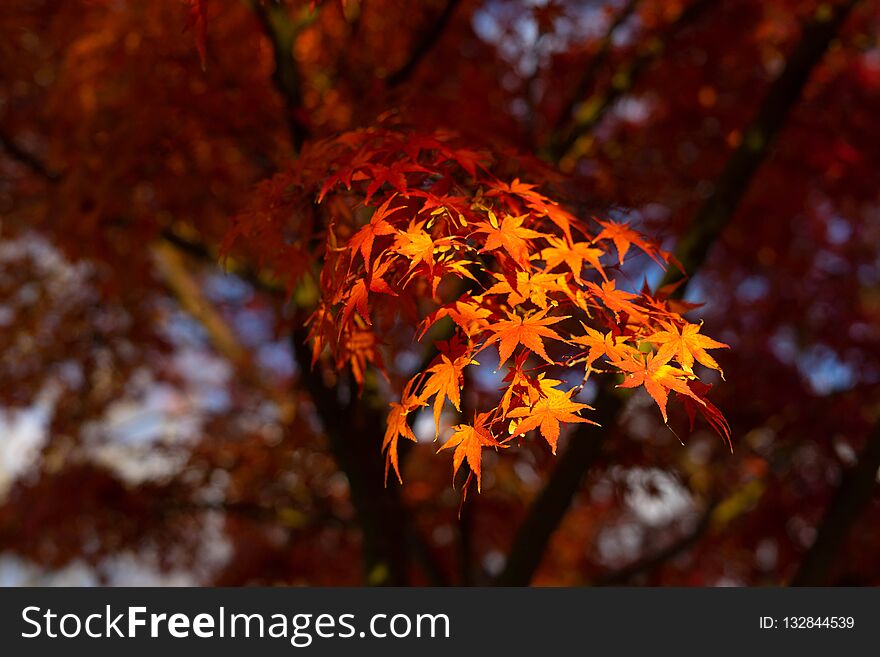Autumn leaves in Japan.