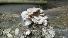Free Oyster Mushroom, Mushroom, Edible Mushroom, Fungus Stock Images - 132861274