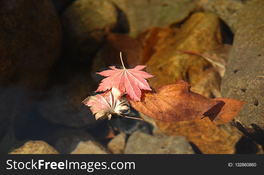 Leaf, Flora, Autumn, Maple Leaf