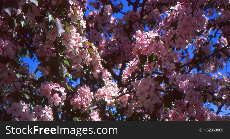 Blossom, Plant, Spring, Branch