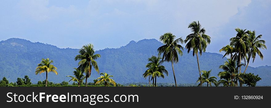 Vegetation, Field, Tree, Grassland