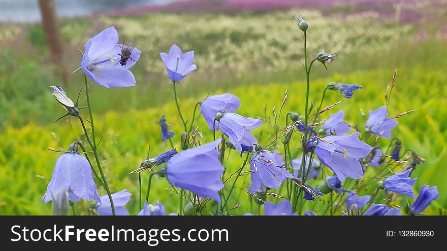 Flower, Blue, Harebell, Wildflower