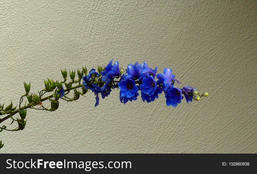 Blue, Flower, Cobalt Blue, Flora