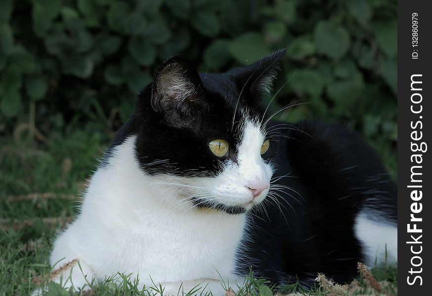 Cat, Whiskers, Fauna, Small To Medium Sized Cats