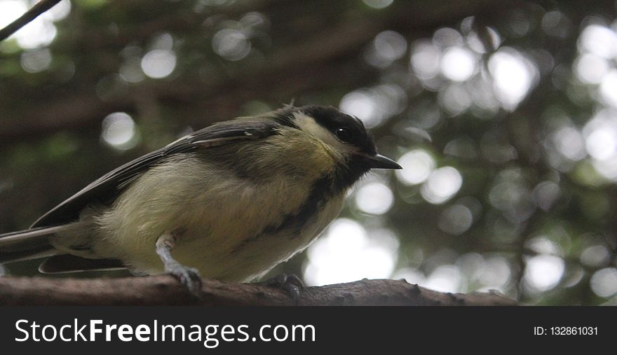 Bird, Fauna, Beak, Branch