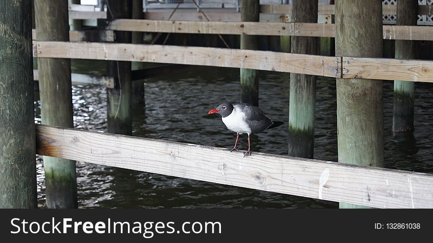 Bird, Water, Fauna, Beak