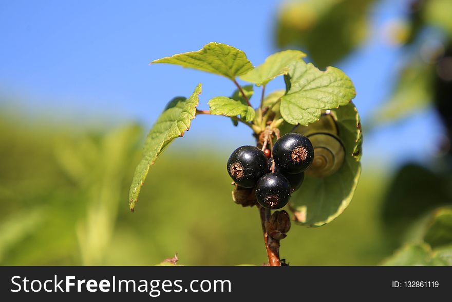 Berry, Fruit, Plant, Insect