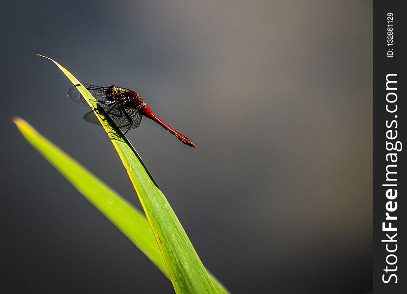 Insect, Macro Photography, Invertebrate, Pest