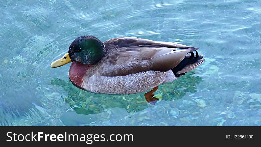 Duck, Mallard, Water, Bird