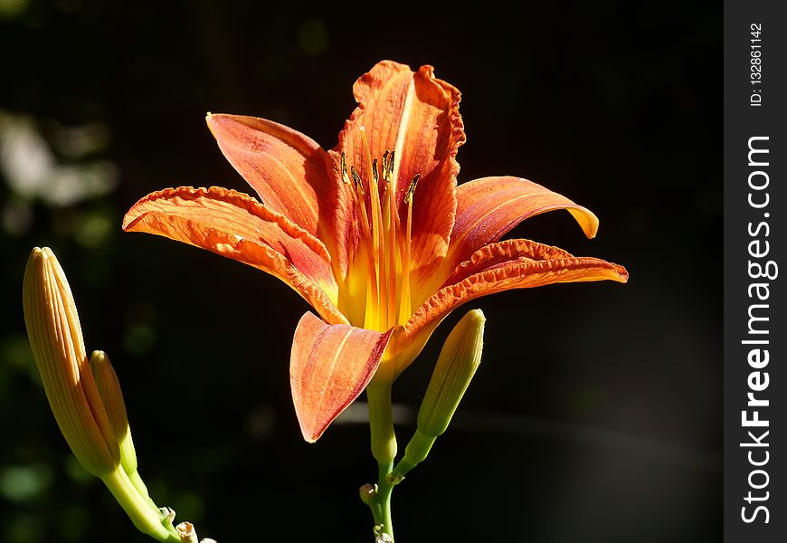 Lily, Flower, Orange Lily, Flora