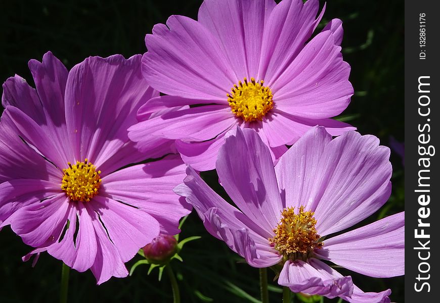 Flower, Garden Cosmos, Purple, Flora