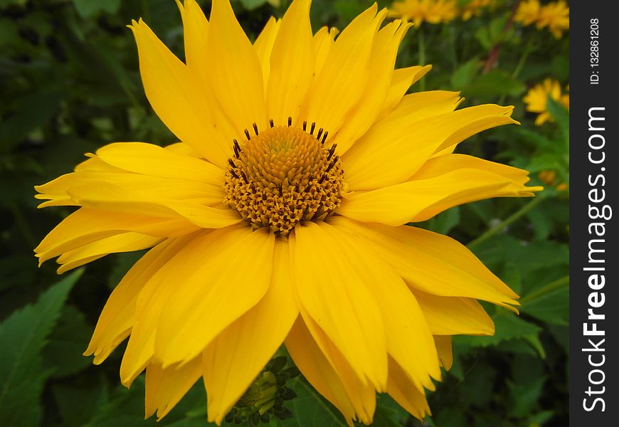 Flower, Yellow, Flora, Sunflower